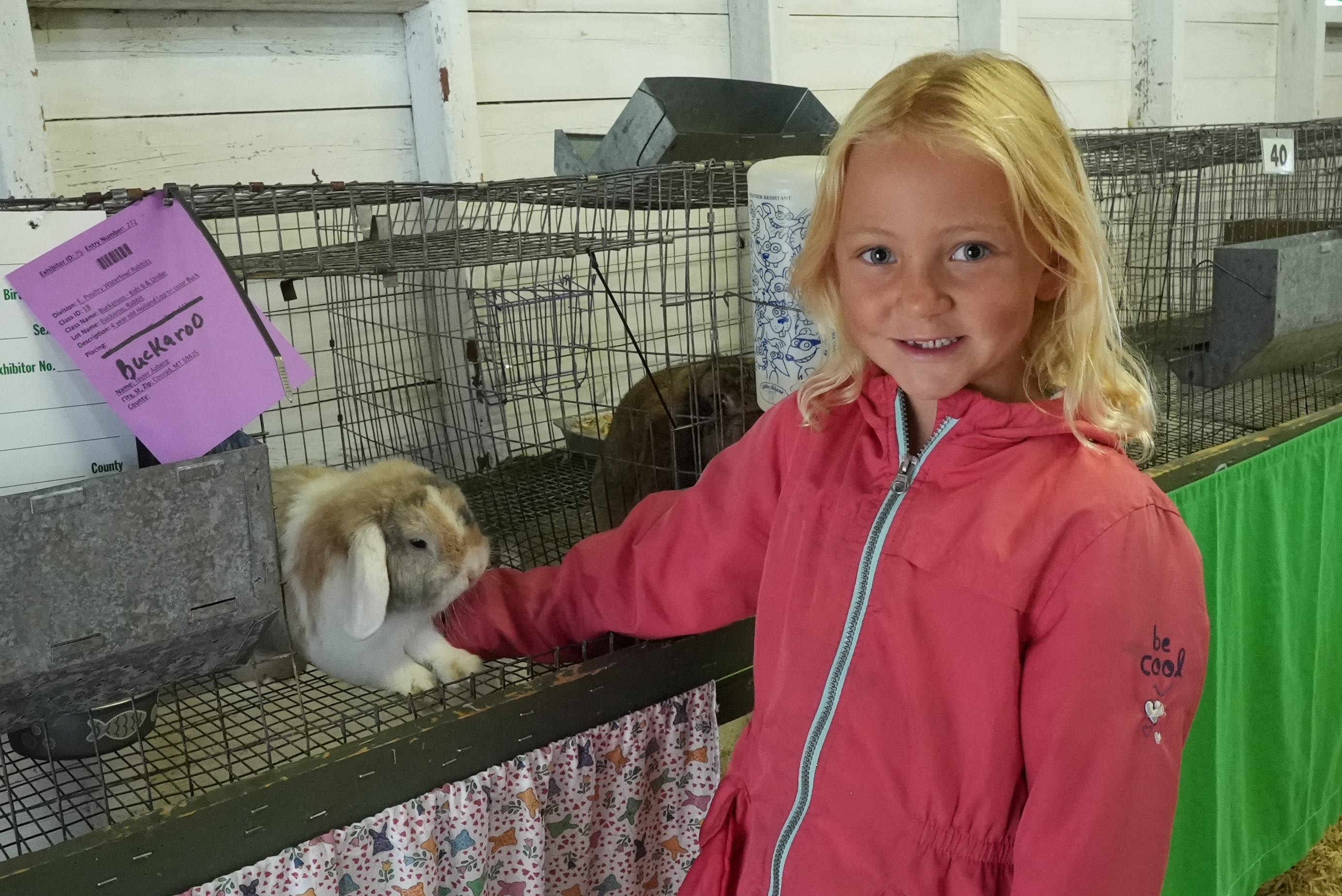 Tayler, a Pondera 4-H Cloverbud shows her rabbit at the 2024 Marias Fair.